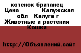 котенок-британец › Цена ­ 2 500 - Калужская обл., Калуга г. Животные и растения » Кошки   